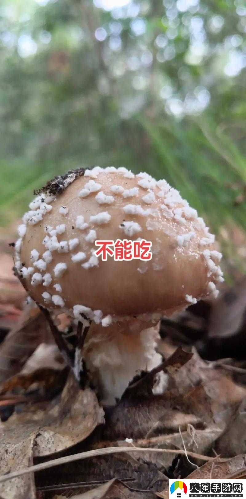 蘑菇黑料爆料