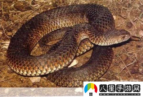 俄羅斯copperhead