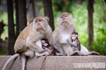 在兩個人生猴子的場景中，幽默與深刻的生活哲理交織，探討友情與歸屬感的真諦