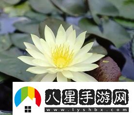 何為蓮花之心