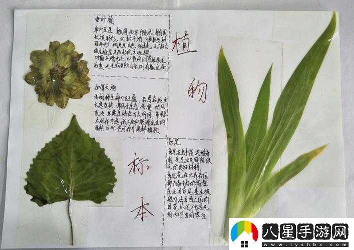 坐在根莖寫作業(yè)好嗎