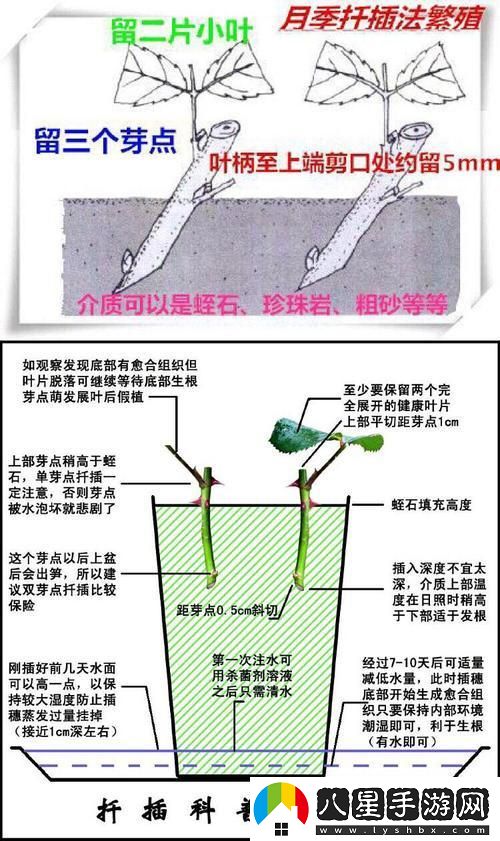 歐式45種插花奇術(shù)