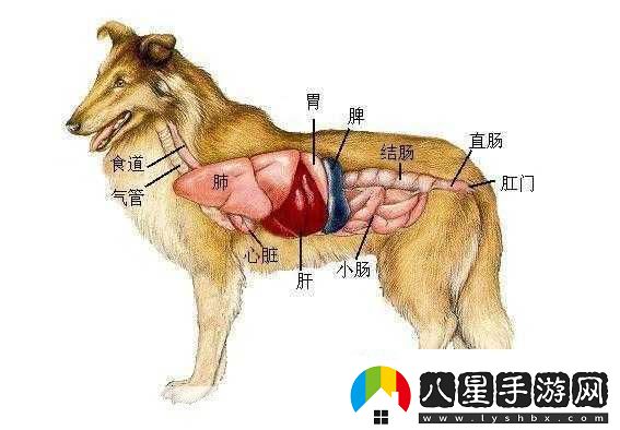 人狗膠配方大全免費天