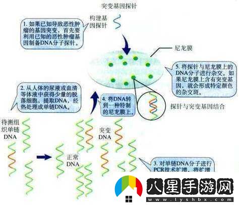 DNA與RNA雜交片段的奧秘