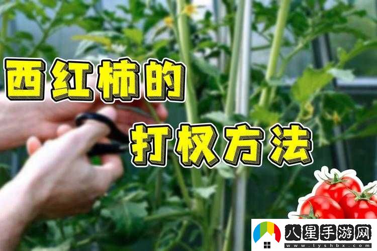 全民農(nóng)場(chǎng)西紅柿種植技巧與方法