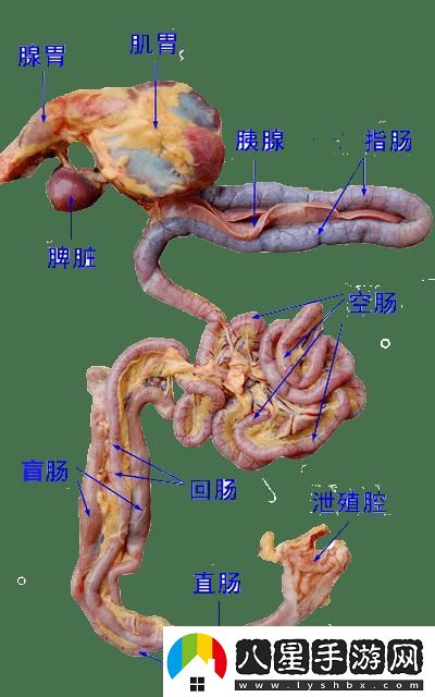 狂野雞場(chǎng)