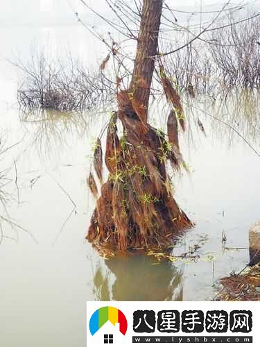 柳樹的氣生根罕見嗎