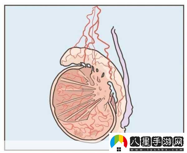 蛋蛋立了長什么樣子呢