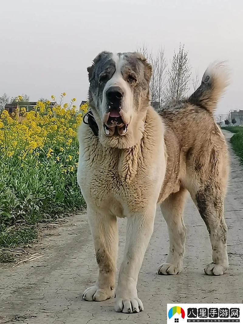 “俄羅斯犬種絕不止于‘大’！”