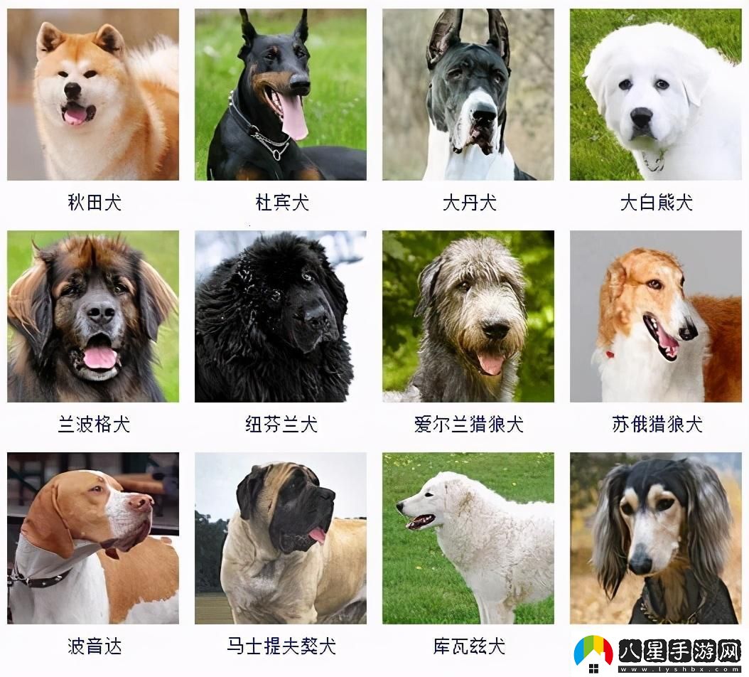 “十大犬種”科技新潮笑談“汪星人”的AI盛宴