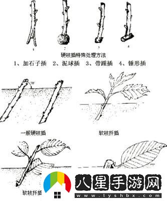 歐式72種插花詭計(jì)