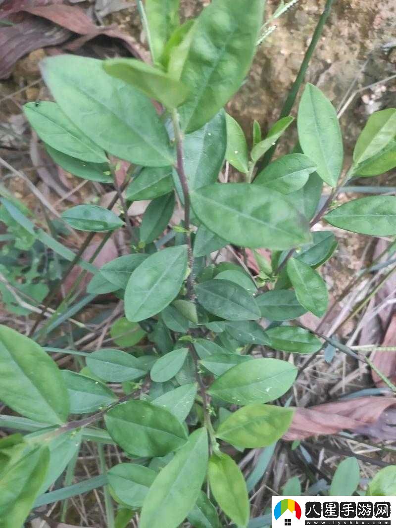 皇室戰(zhàn)爭刷紫箱獲取紫箱子幾率的全面剖析與解讀