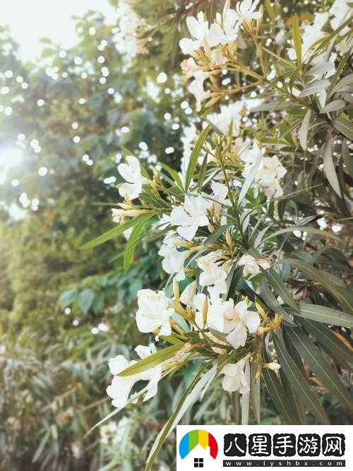 野花韓國高清免費神馬百度