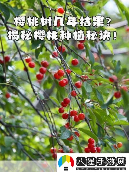 櫻桃cherry官